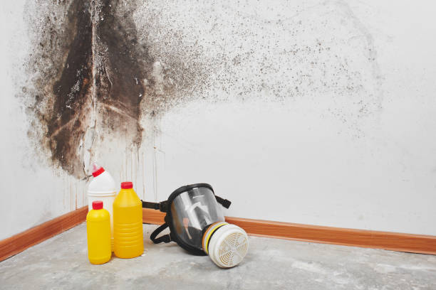 Best Crawl Space Mold Removal  in Diamond Bar, CA