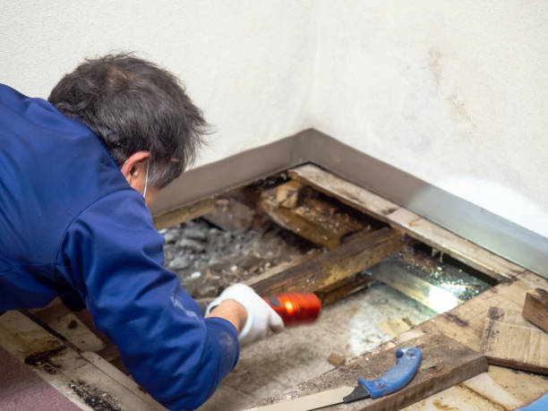 Best Mold Remediation Experts  in Diamond Bar, CA