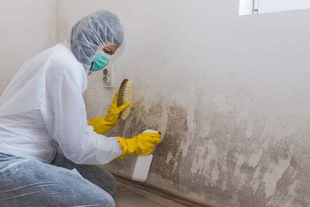 Certified Mold Removal in Diamond Bar, CA