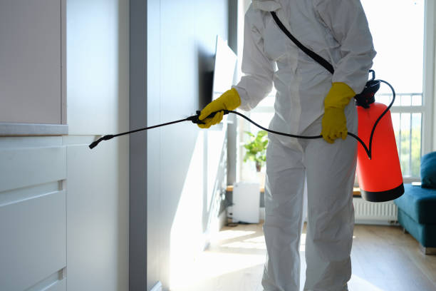 Best Attic Mold Removal  in Diamond Bar, CA
