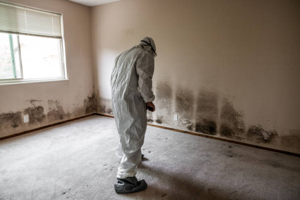 Best Residential Mold Removal  in Diamond Bar, CA