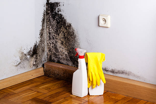 Best Mold Cleaning Services  in Diamond Bar, CA