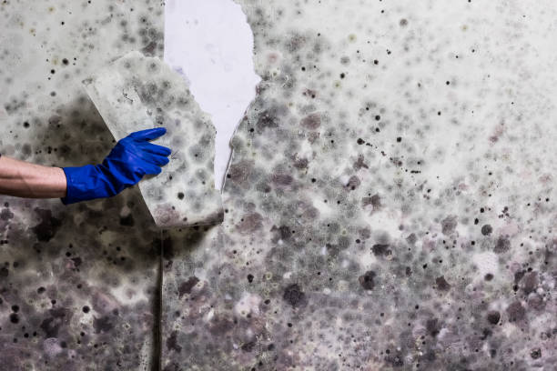 Best Emergency Mold Removal  in Diamond Bar, CA