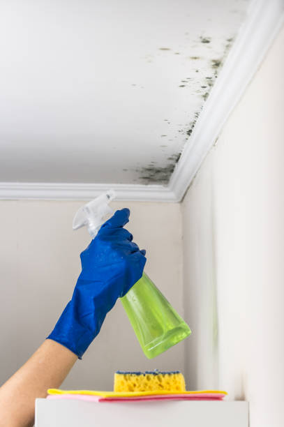 Best Black Mold Removal  in Diamond Bar, CA