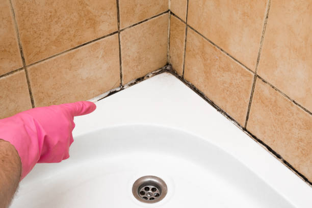 Best Toxic Mold Removal  in Diamond Bar, CA